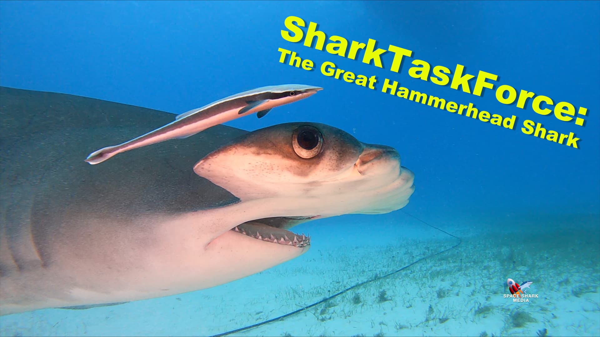 Tribute to the Great Hammerhead - Shark Task Force cover