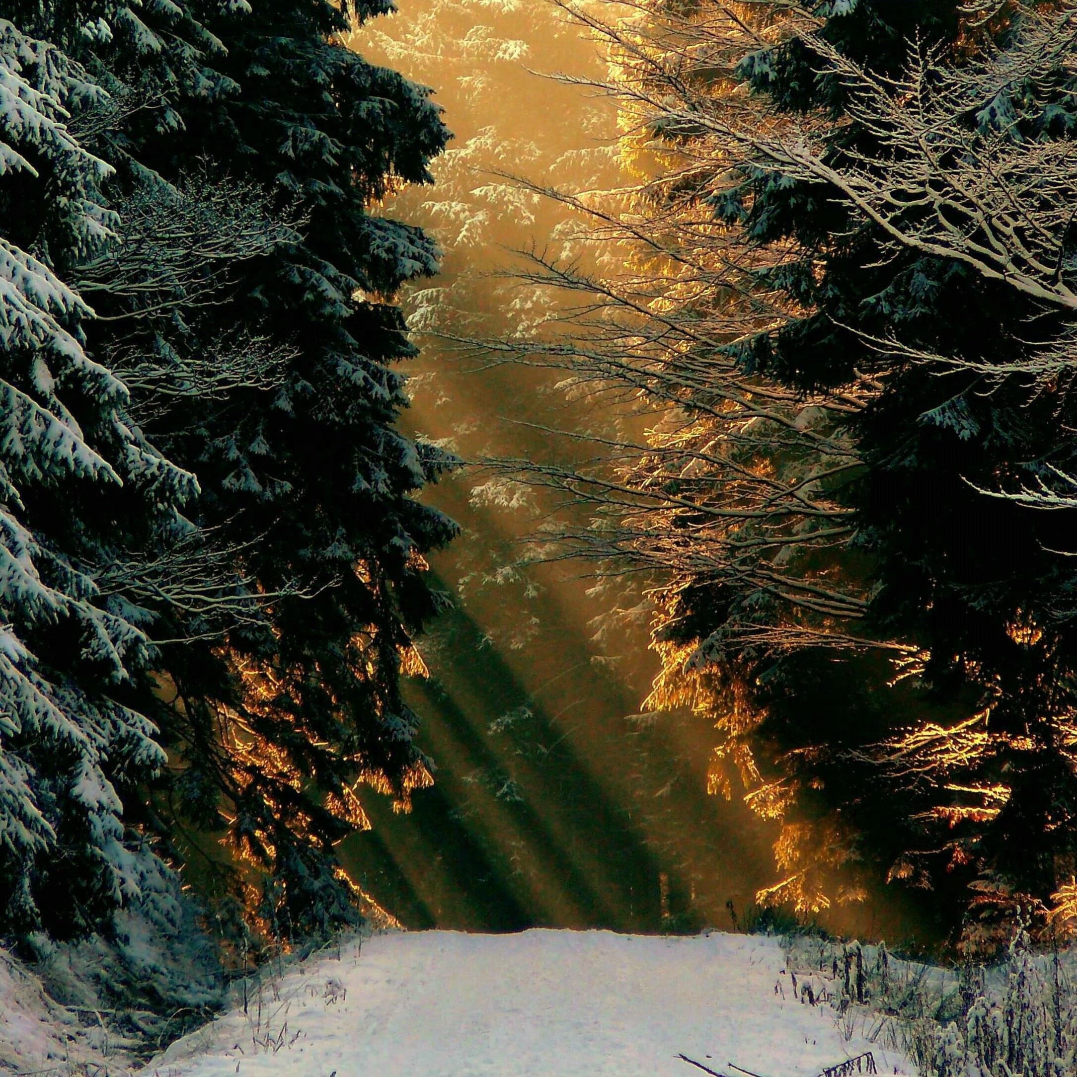 Feral Children - Citation Needed cover