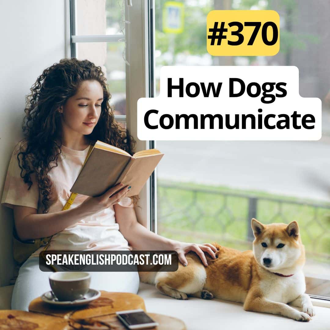 #370 How Dogs Communicate Emotions Without Words - Speak English Now Podcast: Learn English | Speak English without grammar. cover