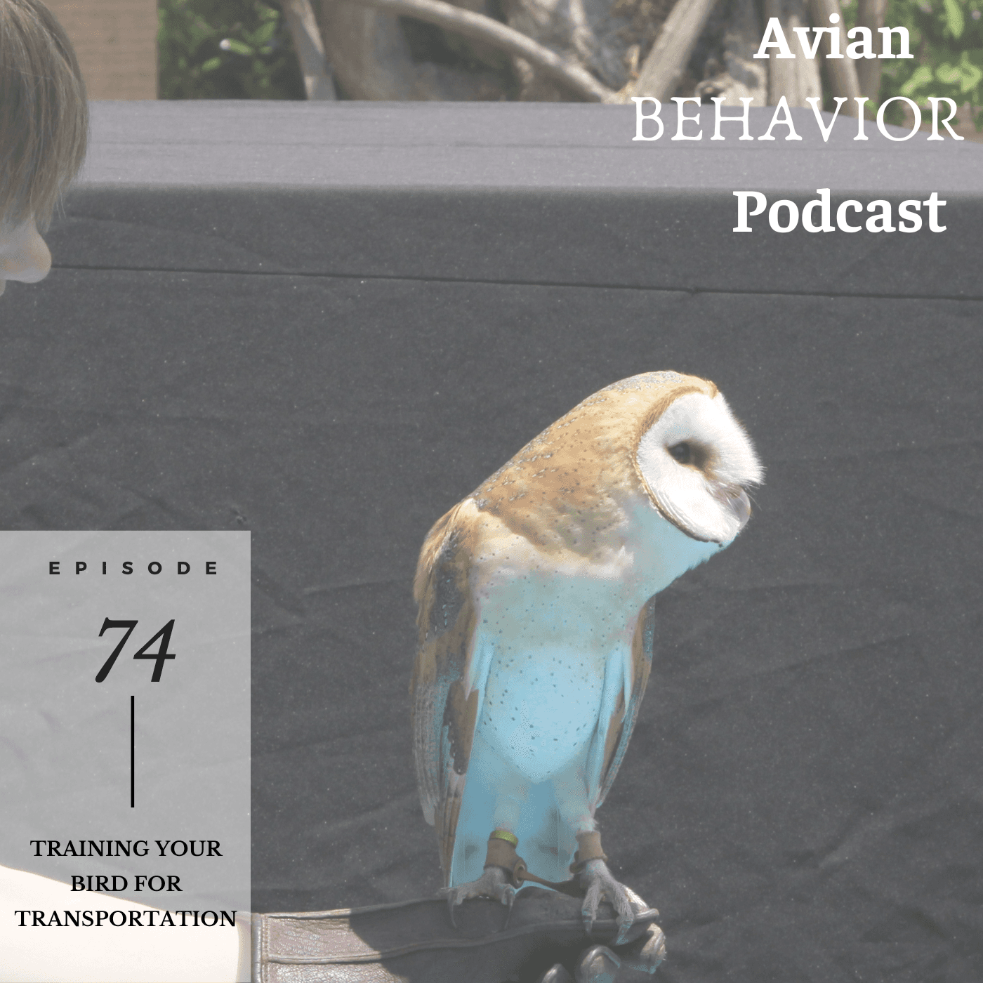74 Training your bird for transportation - The Avian Behavior Podcast cover
