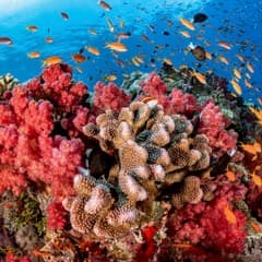 Hekiganroku - Case 100 - Chobo-Ji's Zen Podcast cover