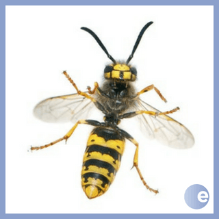 Victory Over Stings - EncounterPodcast cover