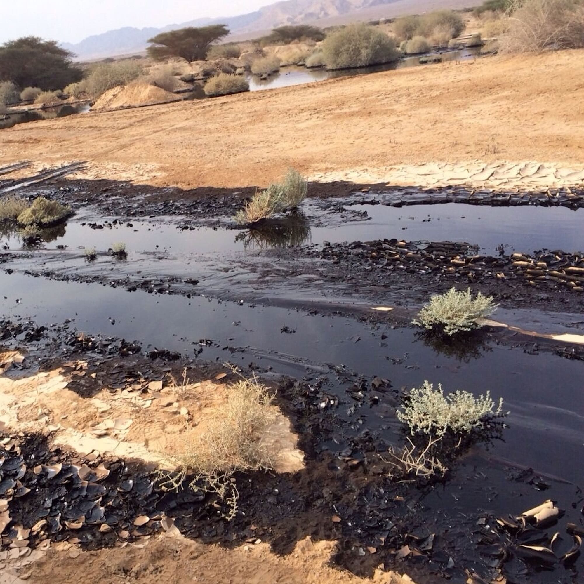 #445 It's a Serious Leak - Streetwise Hebrew cover