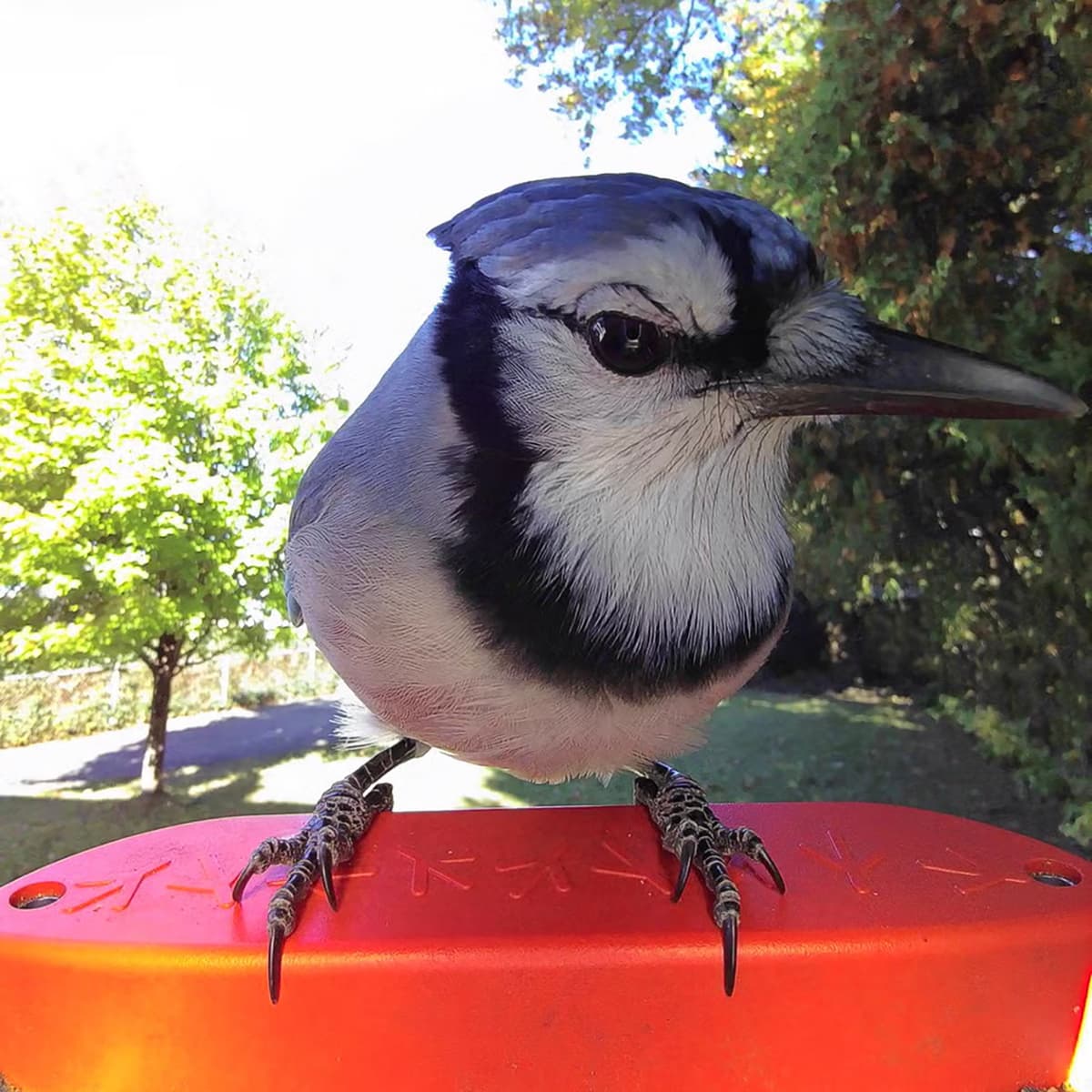 #4375 The Keurig Of Bird Houses - TBTL: Too Beautiful To Live cover