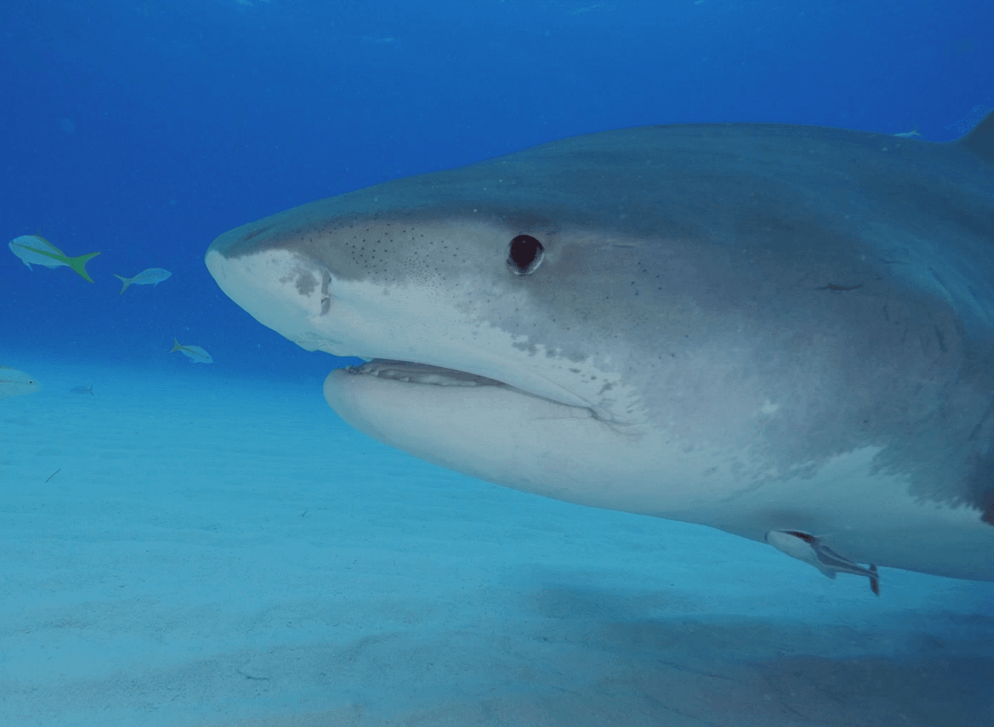 Shark School with Jessica Harvey - Audio - Shark Task Force cover