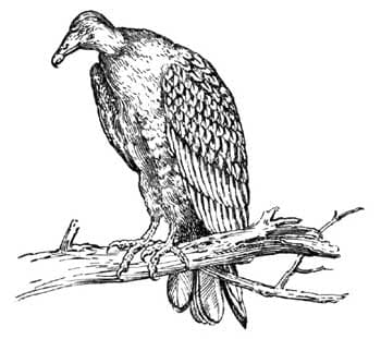 The Folktale Project - How the Turkey Buzzard Got His Suit - The Folktale Project cover
