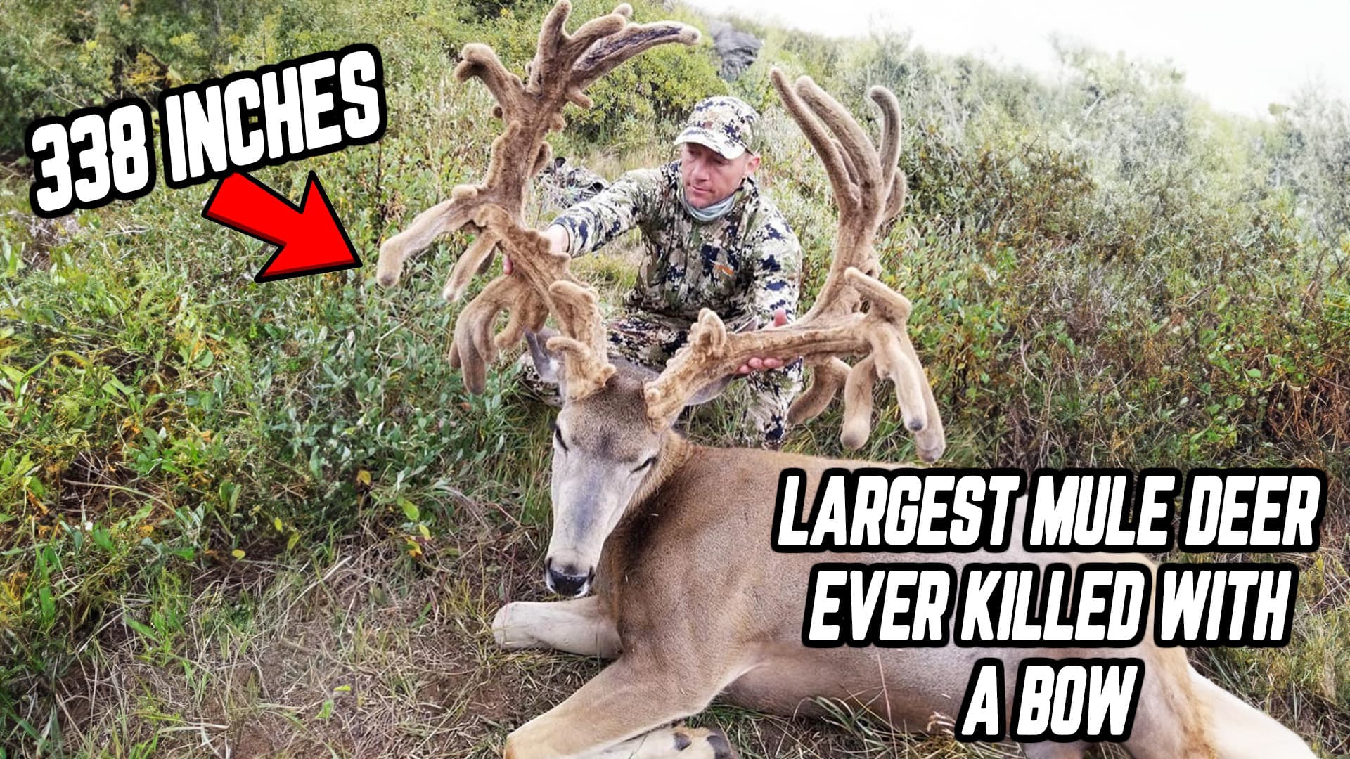 HOW TO Kill Giant MULE DEER — Hushlife Podcast cover