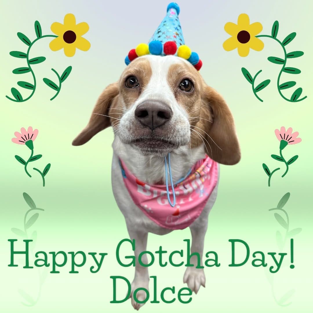 Fdip387 - Living Without Magic - Phedippidations cover