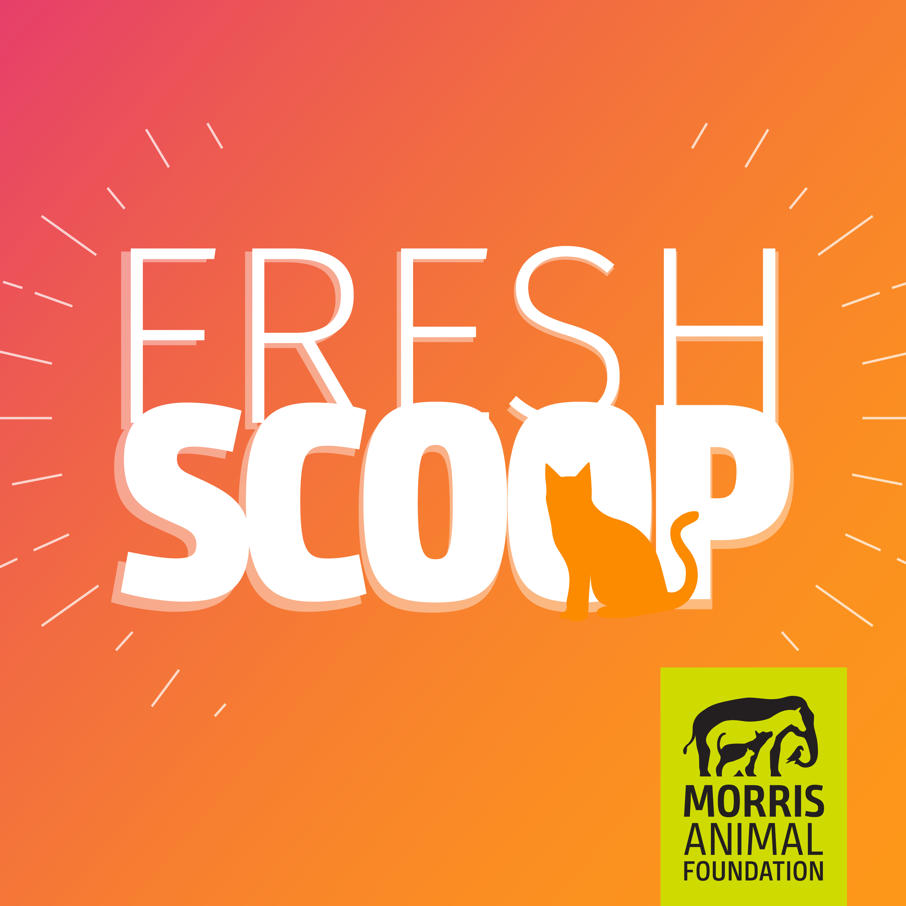 Fresh Scoop cover