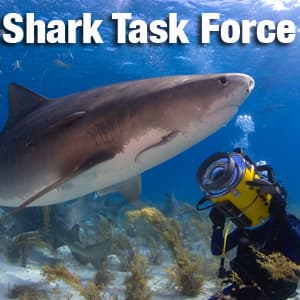 Shark Task Force cover