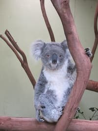 Koala　コアラ, Effortless Japanese - Effortless Japanese's Podcast cover