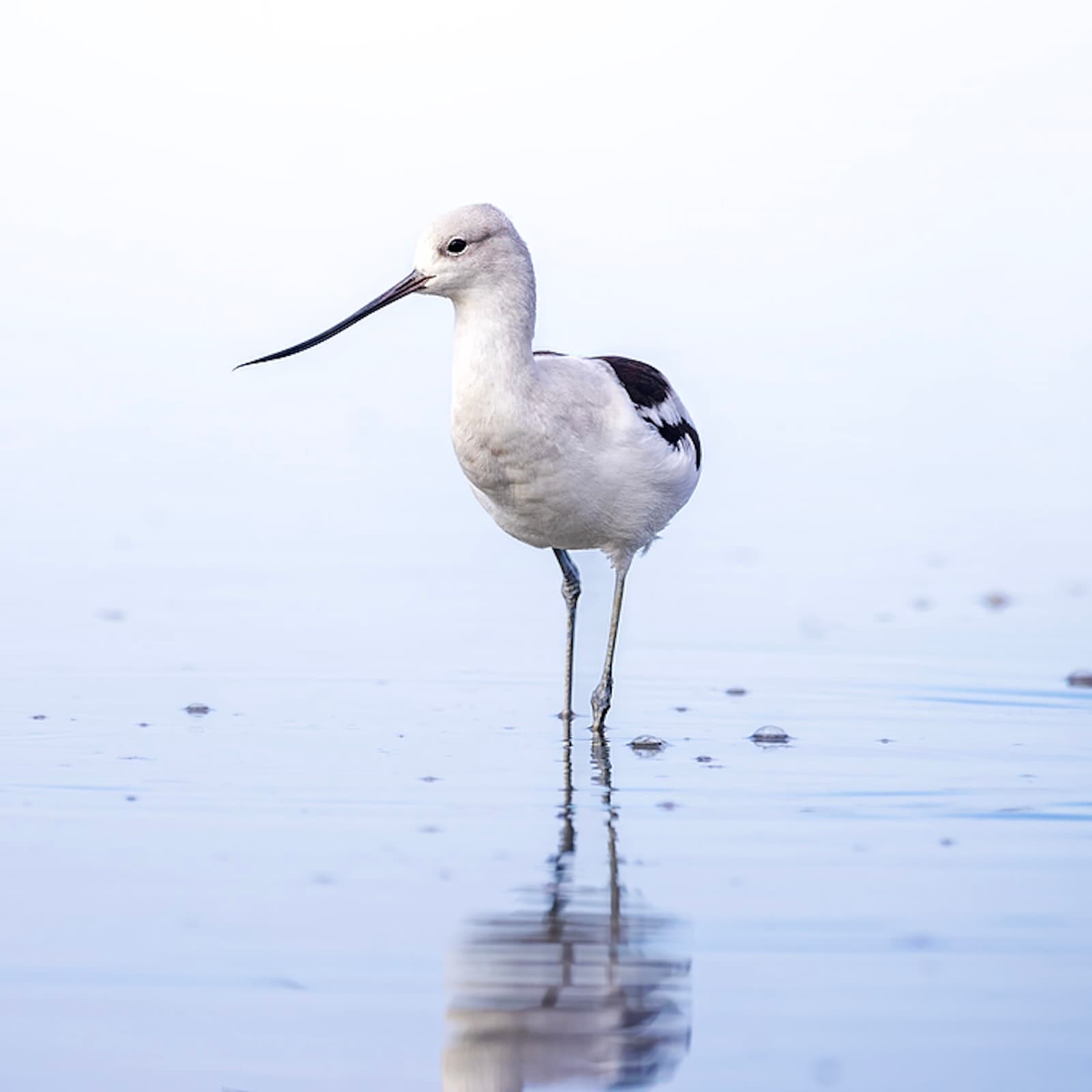 Bird-watching’s wide appeal and social justice impact - Mongabay Newscast cover