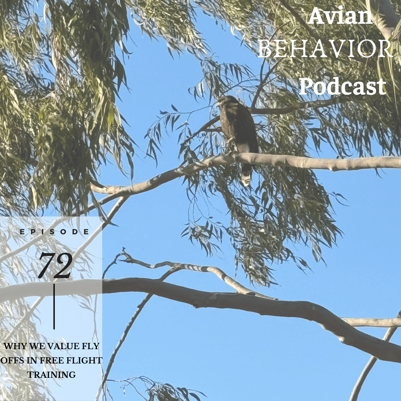72 Why We Value Fly Offs in Free Flight Training - The Avian Behavior Podcast cover