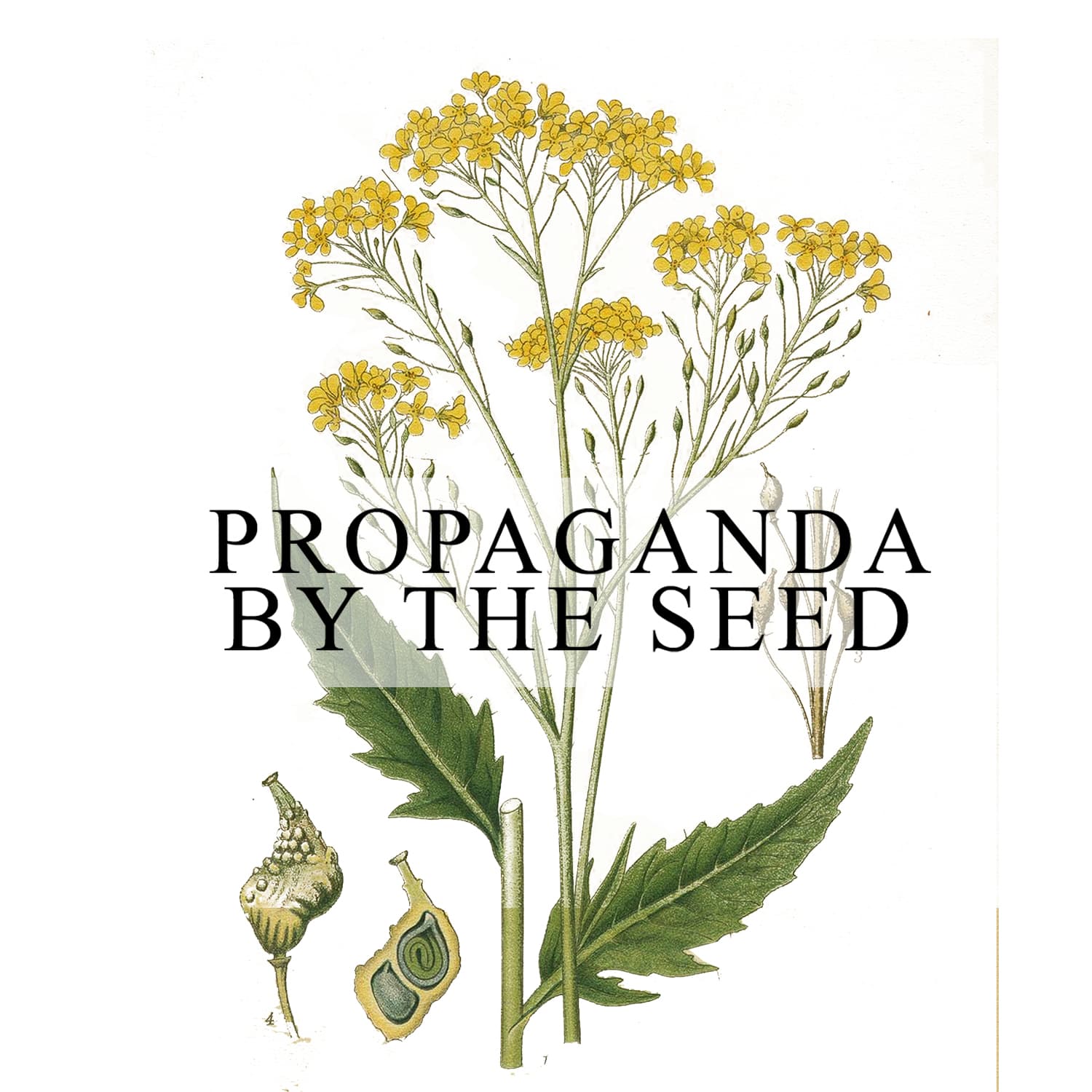 Important!!!  Subscribe To The New Propaganda By The Seed Feed!  Its No Longer on Solecast!  We Just Dropped 1st Episode of Season 2 — The Solecast cover