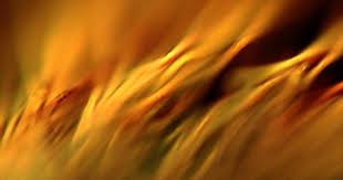 Candito & Norelli's Healing Testimonies - Free Mustard Seeds cover