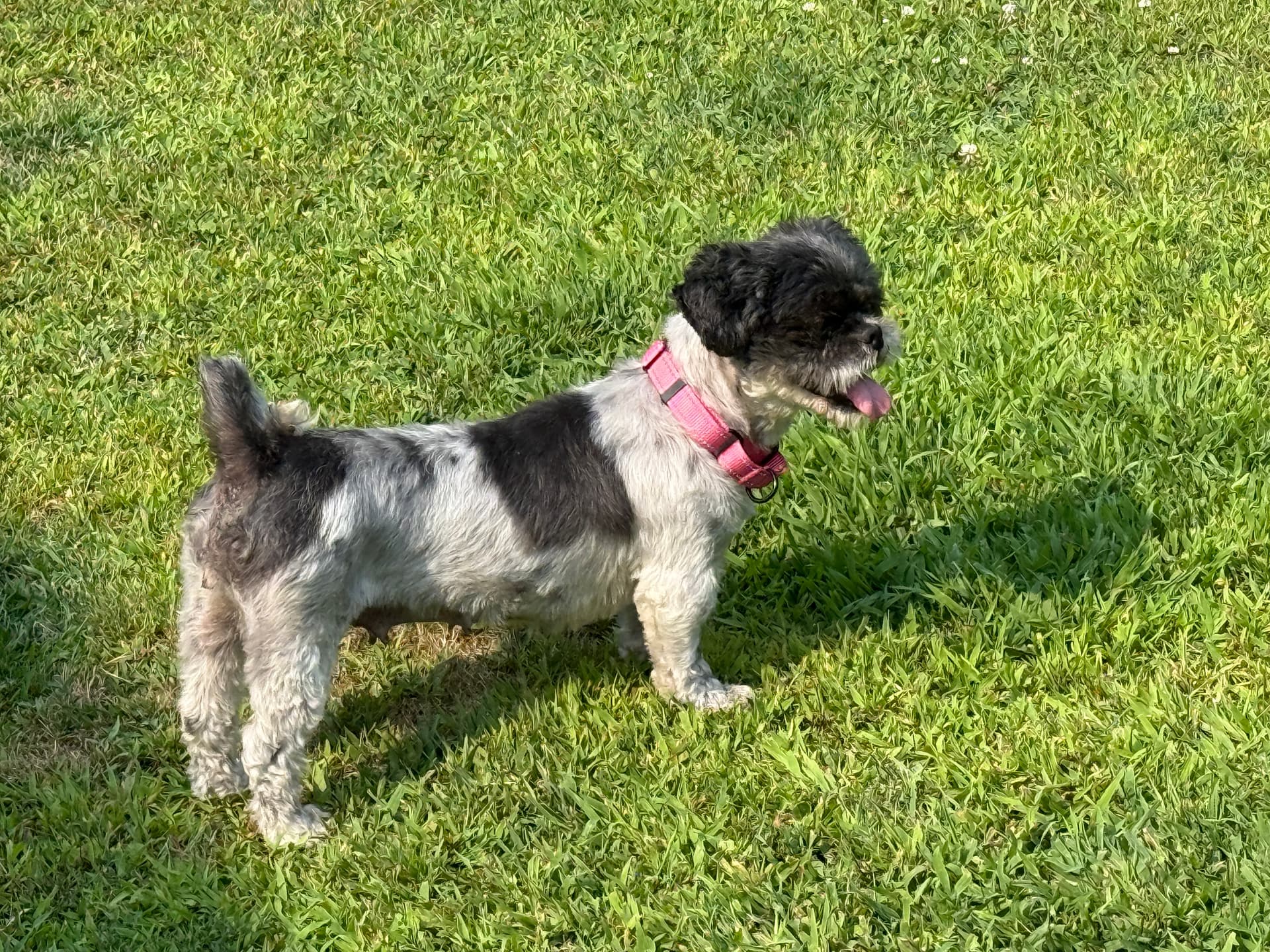 ZuZu Jones - Phedippidations cover