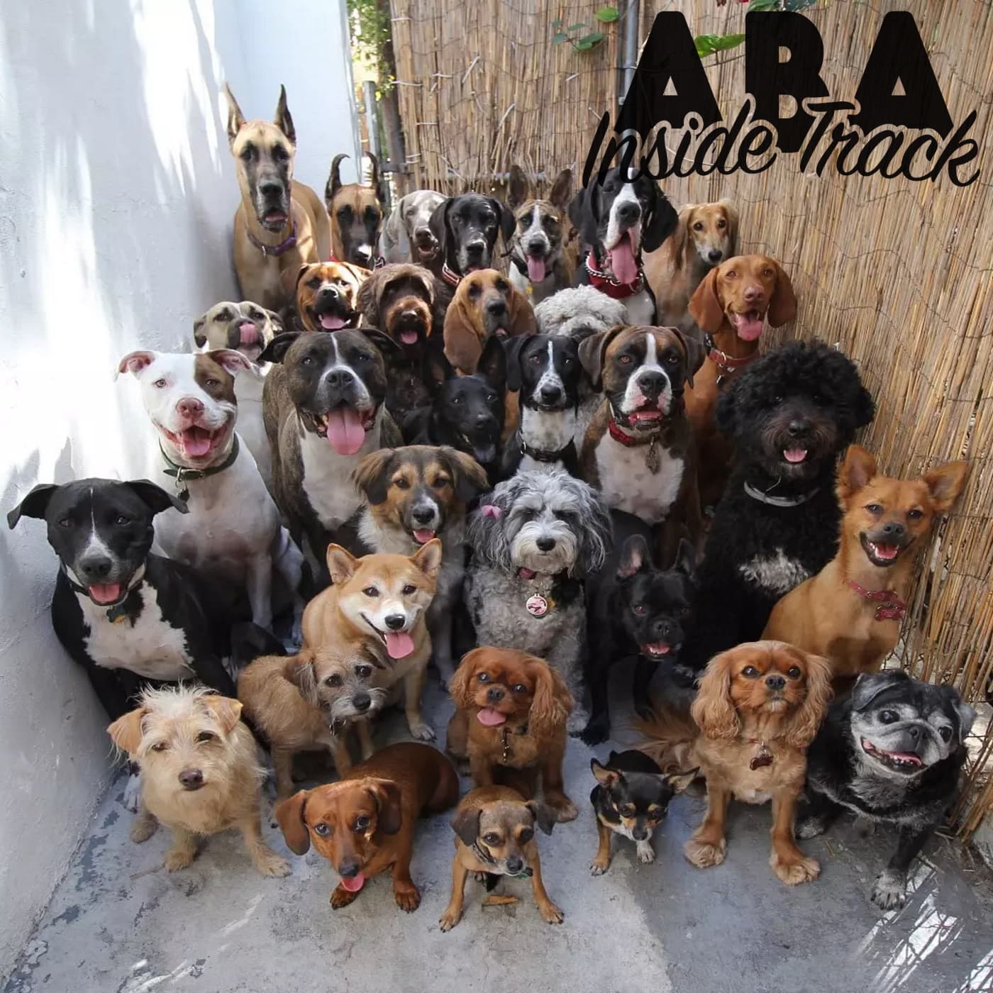 Episode 210 - Multiple Exemplars - ABA Inside Track cover