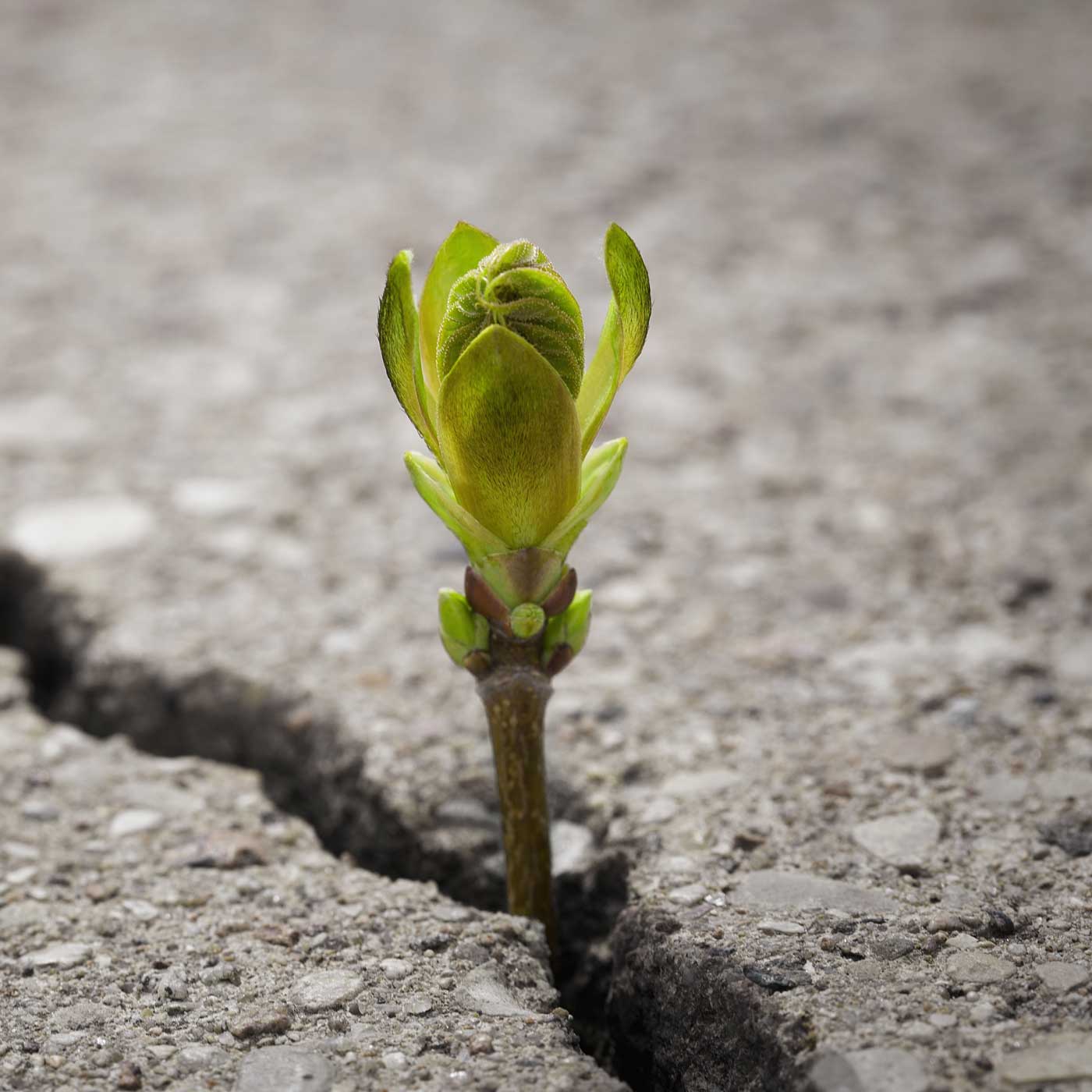 Colossians: Power to Endure with Joy cover