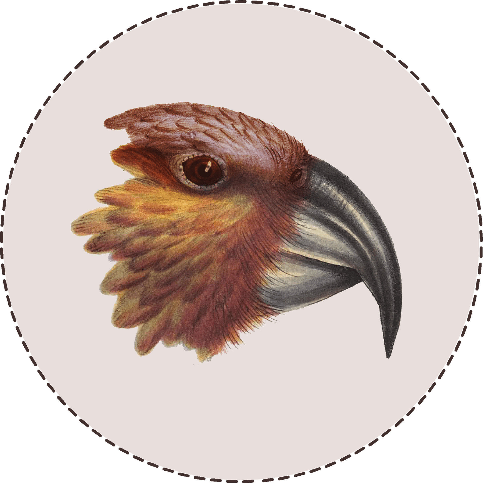 Friday's Chorus Live with Bernard Hickey - The Kākā by Bernard Hickey cover