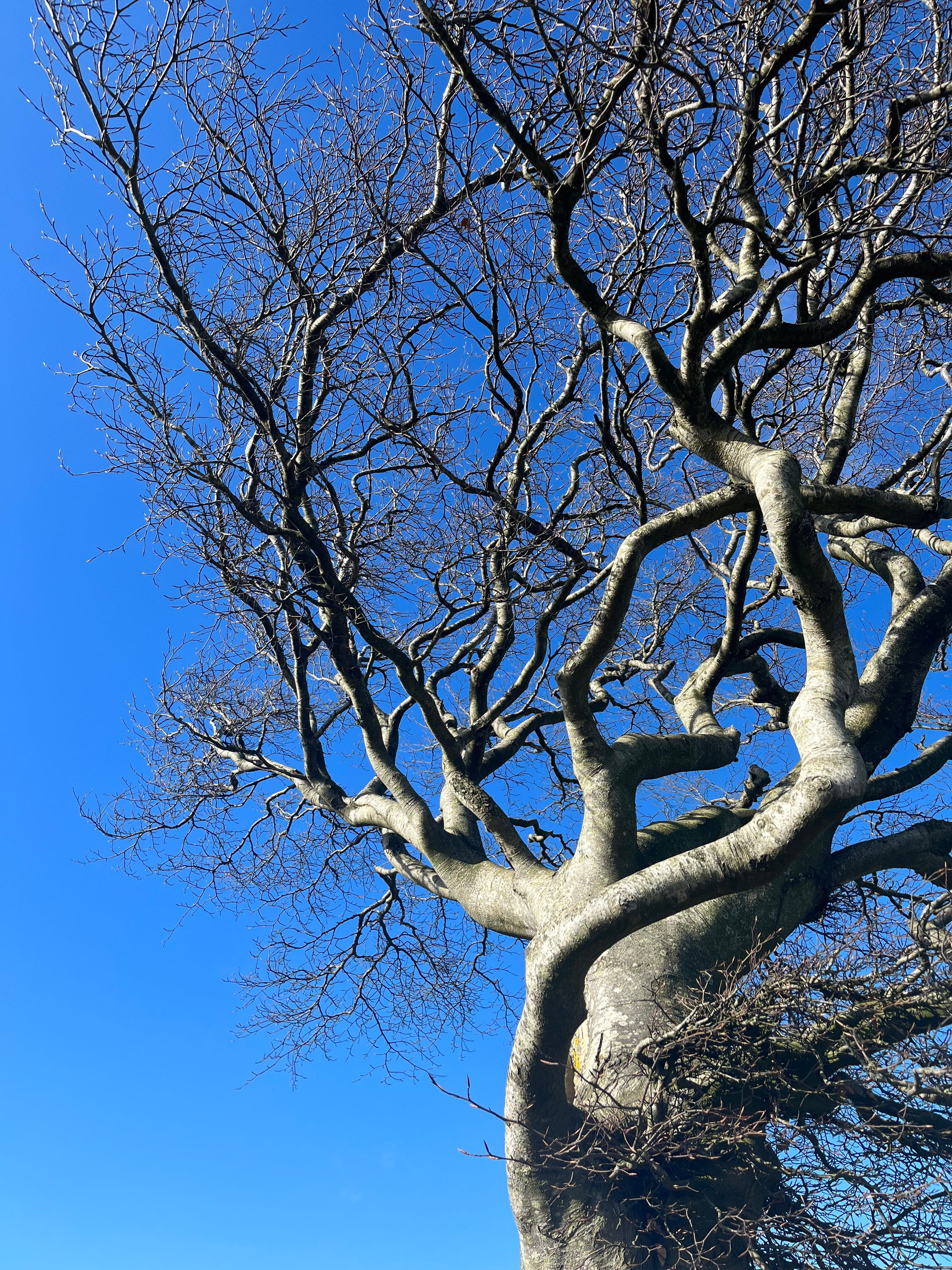 (Not) The Finale - Speaking with Joy cover