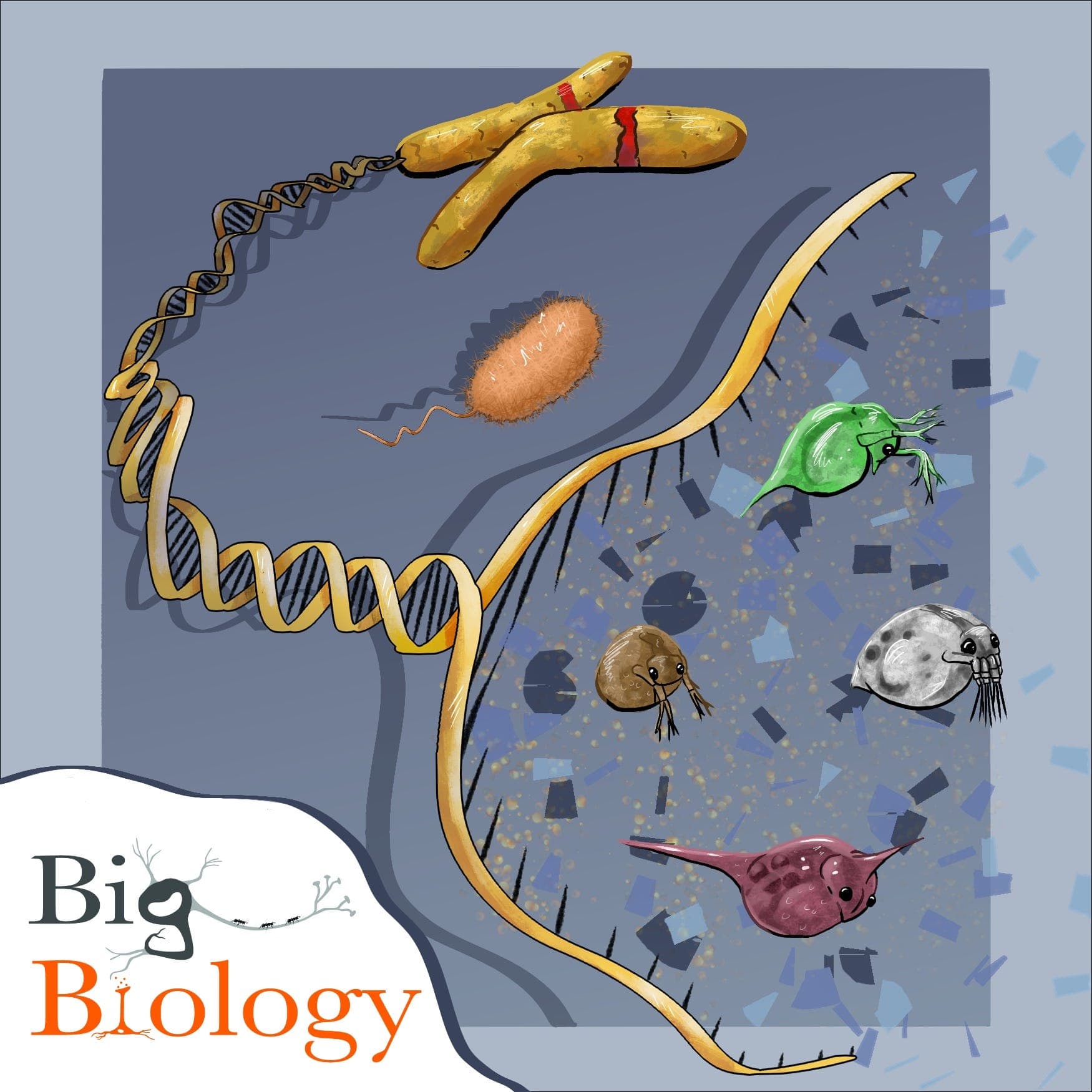 Evolution across scales (Ep 139) - Big Biology cover