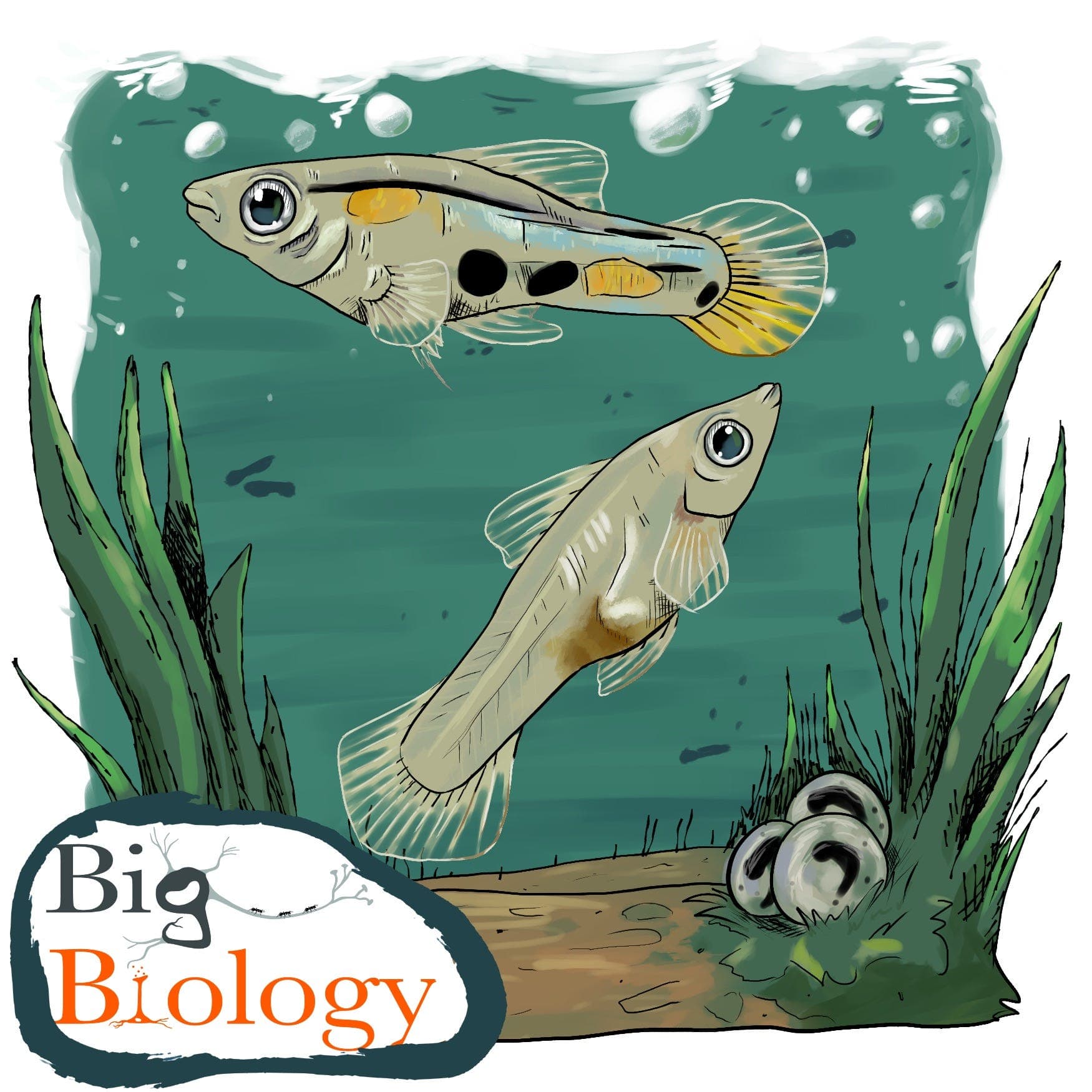 Evolution at the speed of life (Ep 145) - Big Biology cover