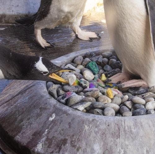 Lisa: "I'm Not Crying, You Are!"penguins picking kids' painted pebbles is so sweet 🐧🪺 - 3/8/2026 — This Week in Outrage cover
