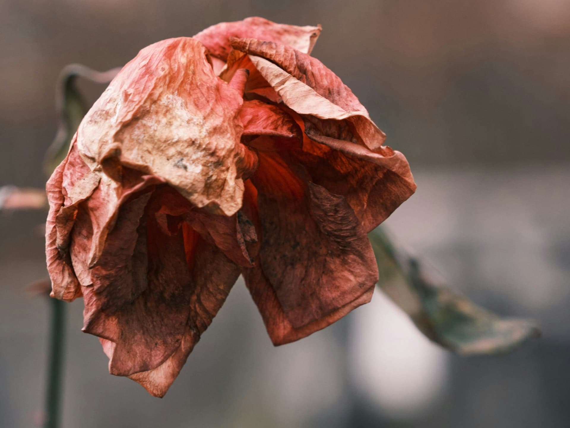 Grief Is The Threshold For Leadership Transformation - A Spark Of Awareness cover