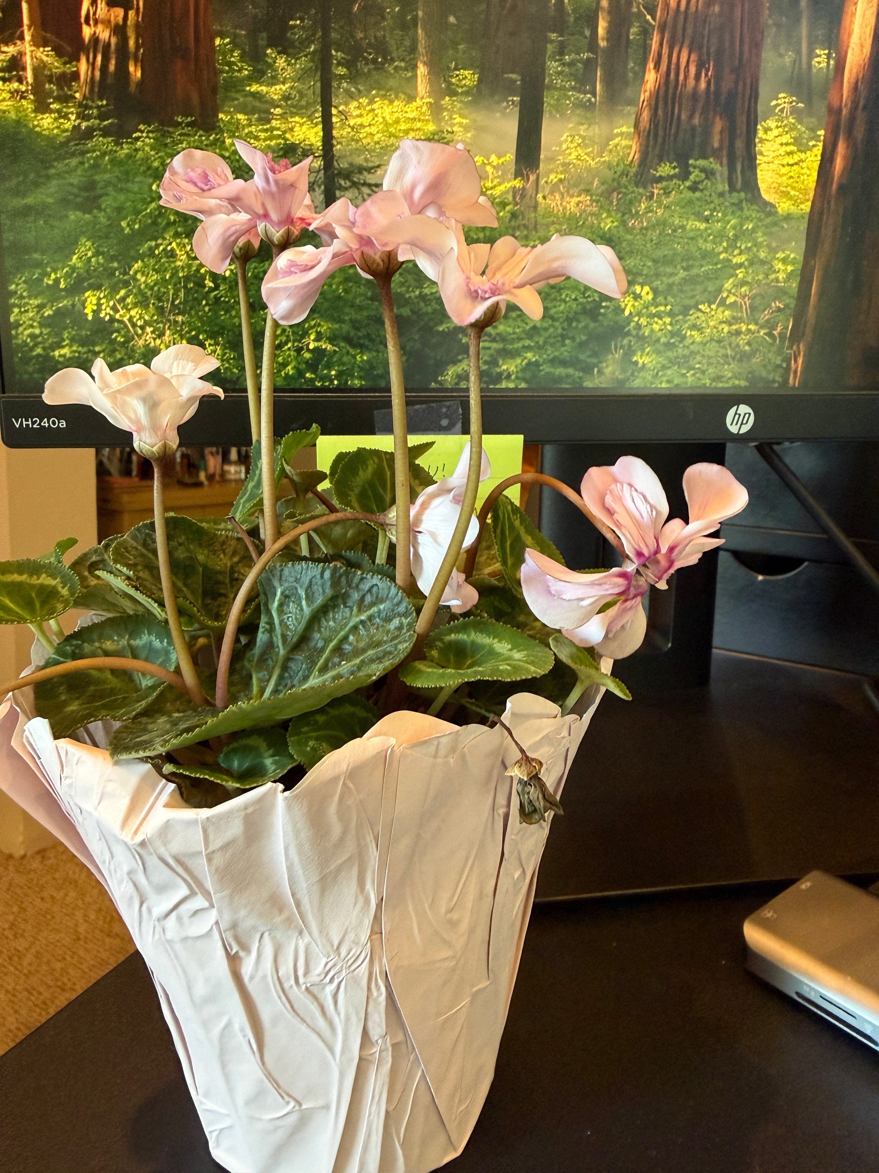 Why Am I Stuck at Work? 🔄 - Moonshot Mentor with Laverne McKinnon cover