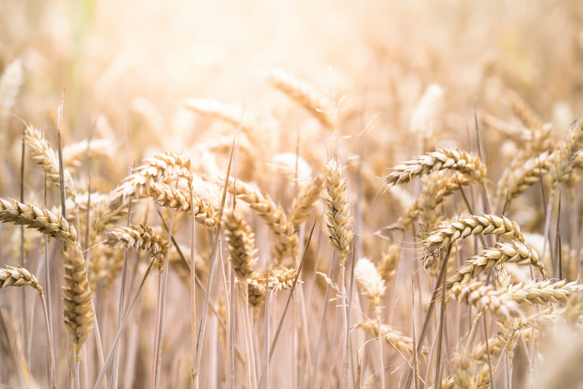 Do You Really Need a Gluten-Free Diet for These Autoimmune Conditions? (Best Of) - Rethinking Wellness cover