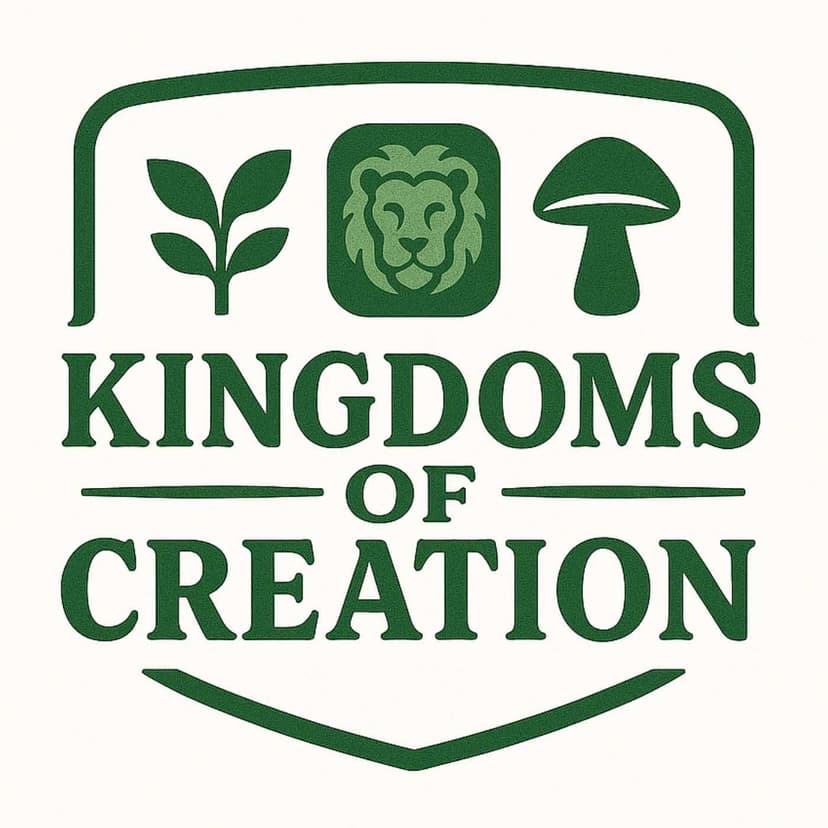 Kingdoms of Creation cover