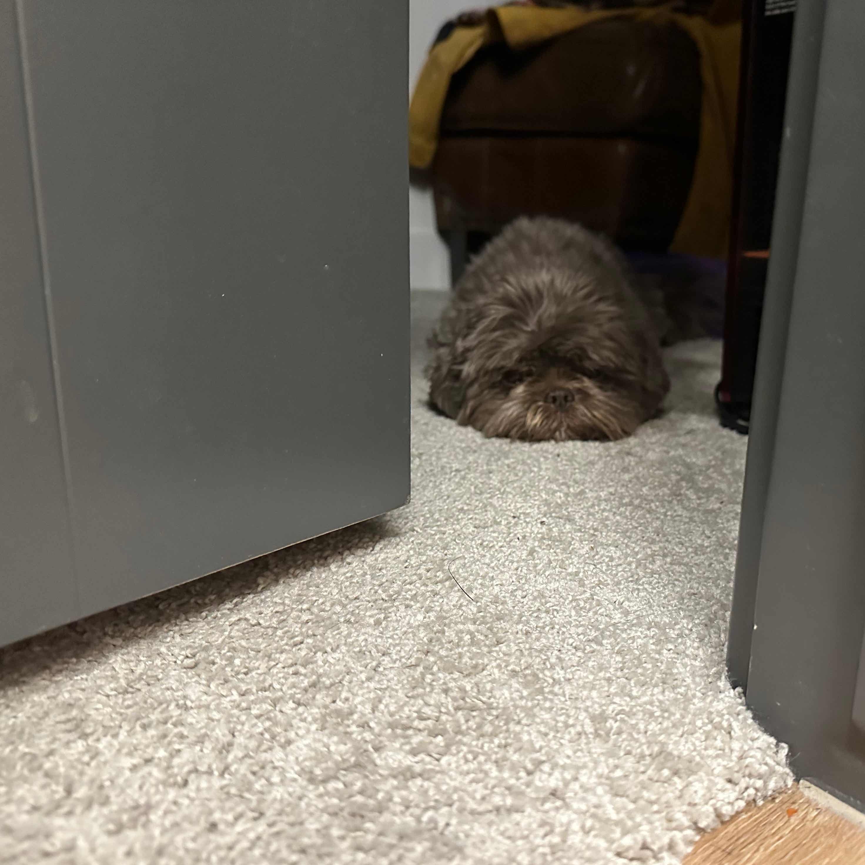 Hide & Speak Podcast cover