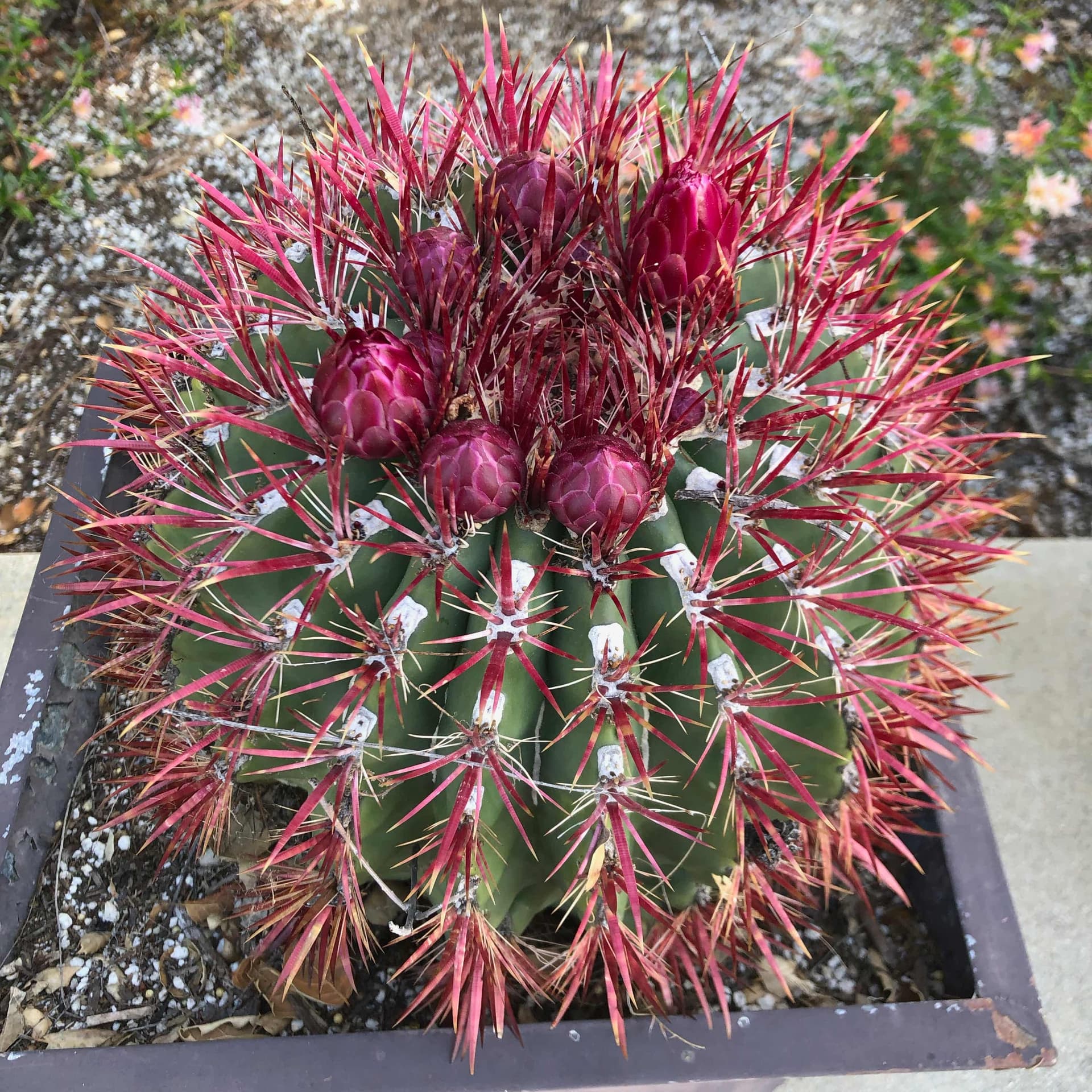 Be a Cactus Podcast cover