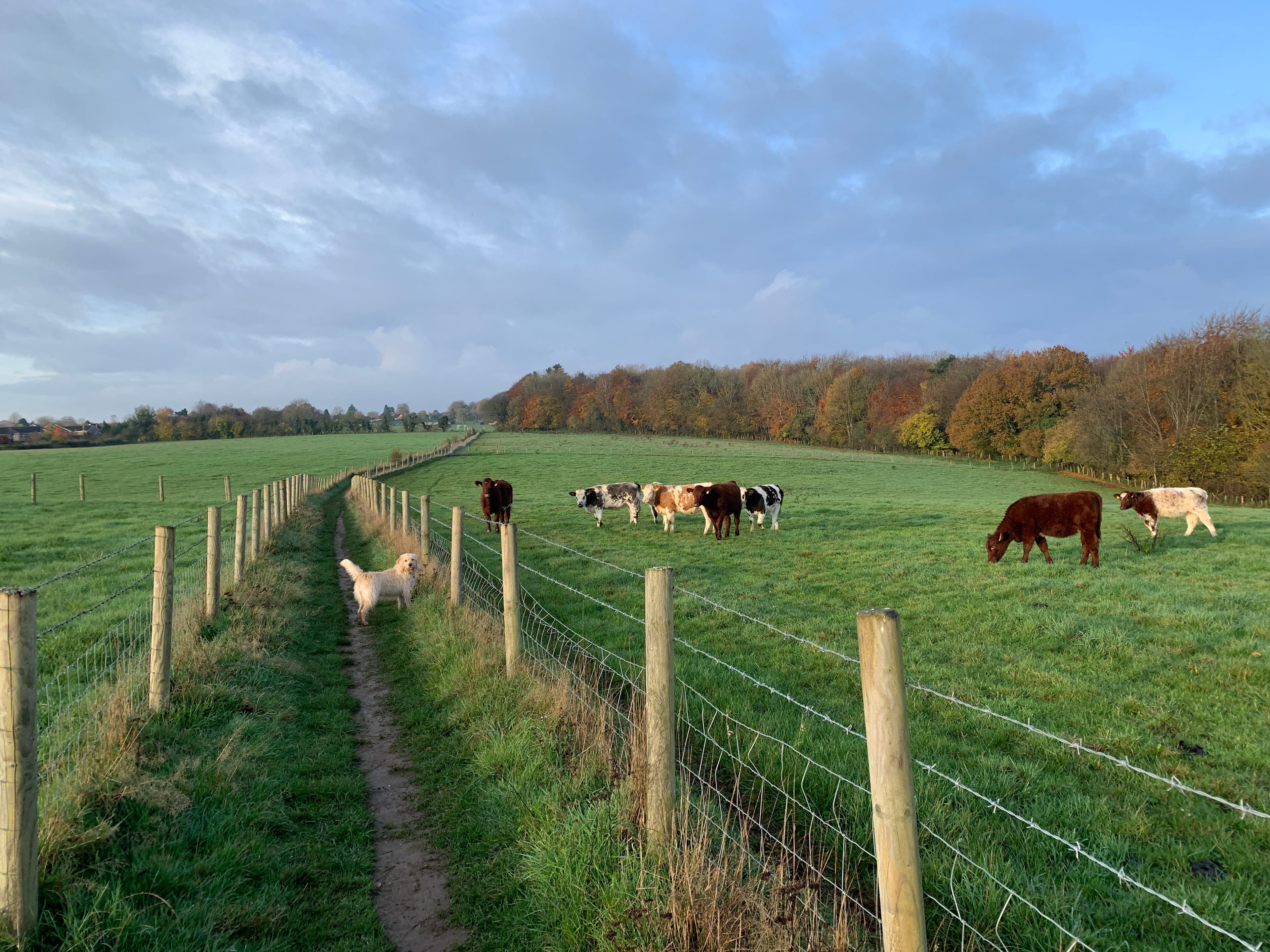 05 December Delights - The Spark with Madelyn Postman cover