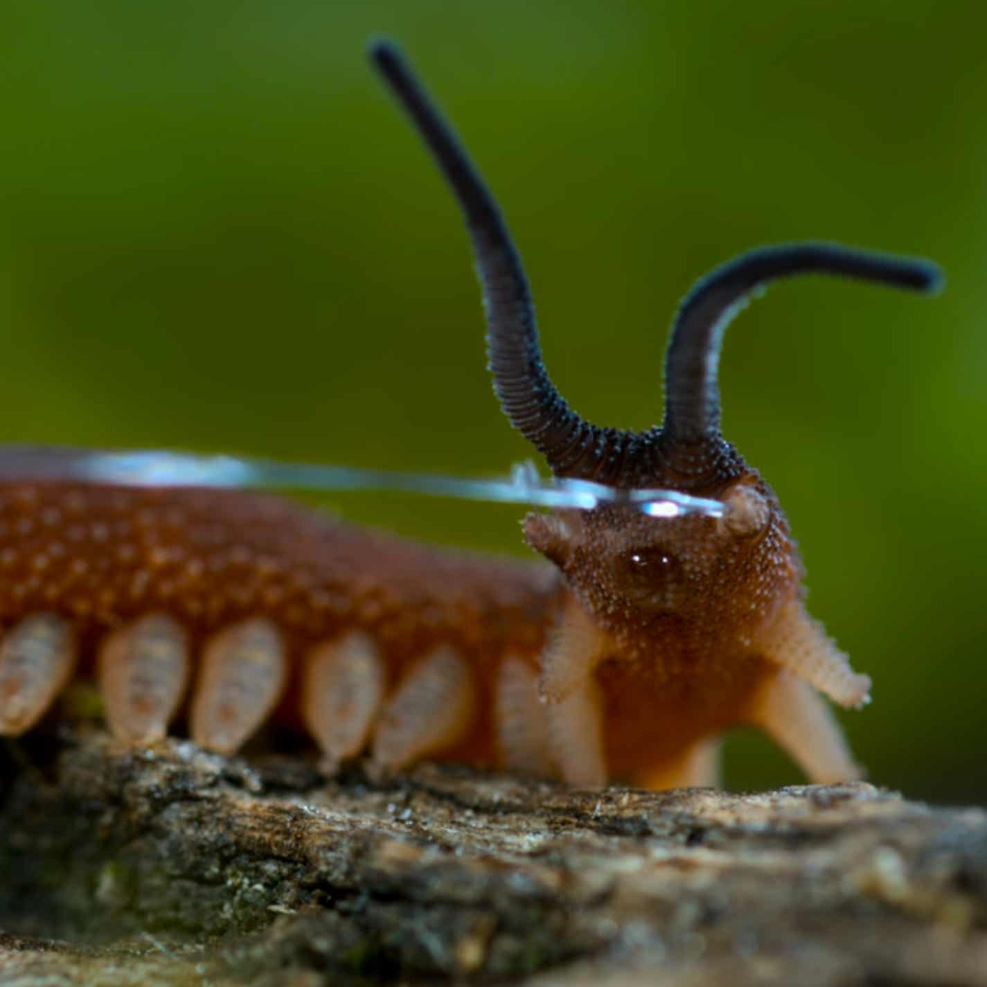 Lupus Yonderboy cover