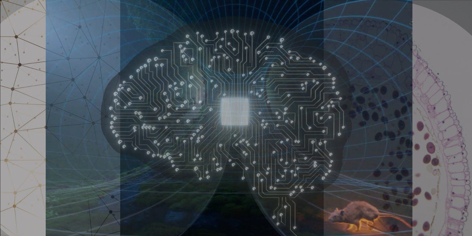 Train the Bot, Rot the Brain? - Interplace cover