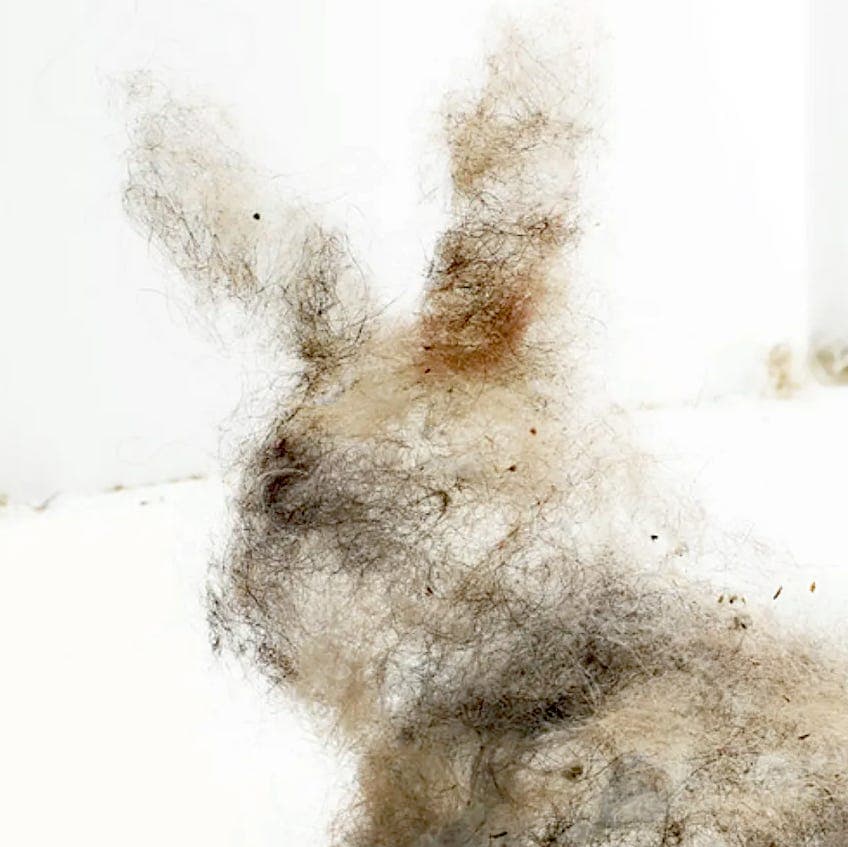 Life's Dust Bunnies [podcast 👉🏼 Truth reads] - The Algorithm of Truth cover