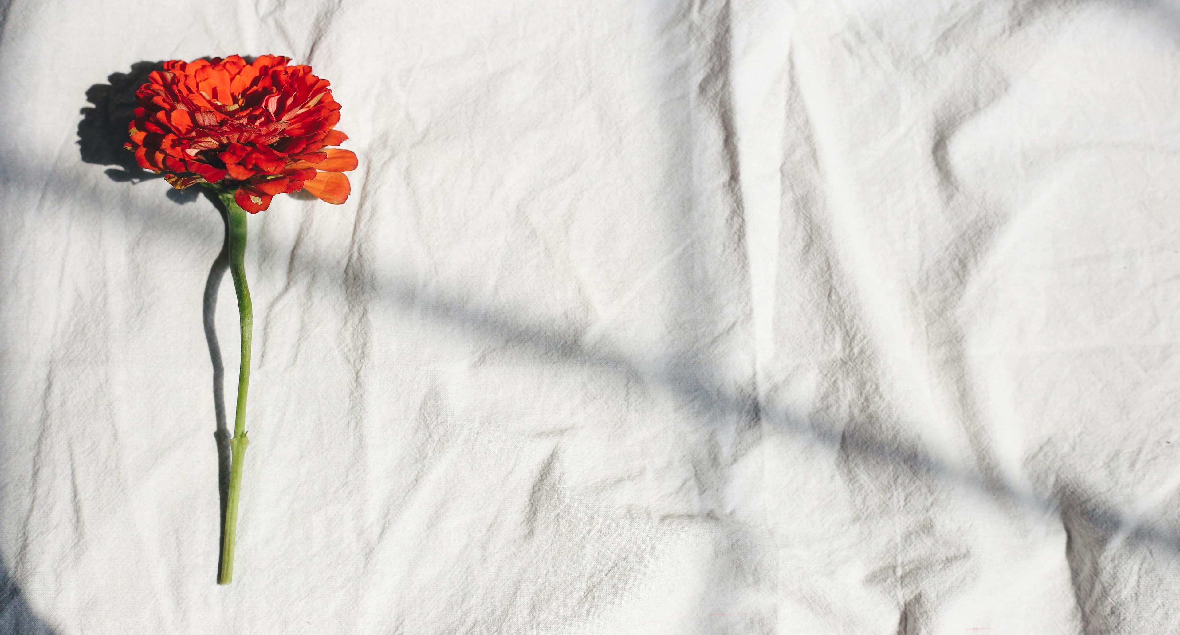 Whose Shame Are You Carrying? - Misseducated cover