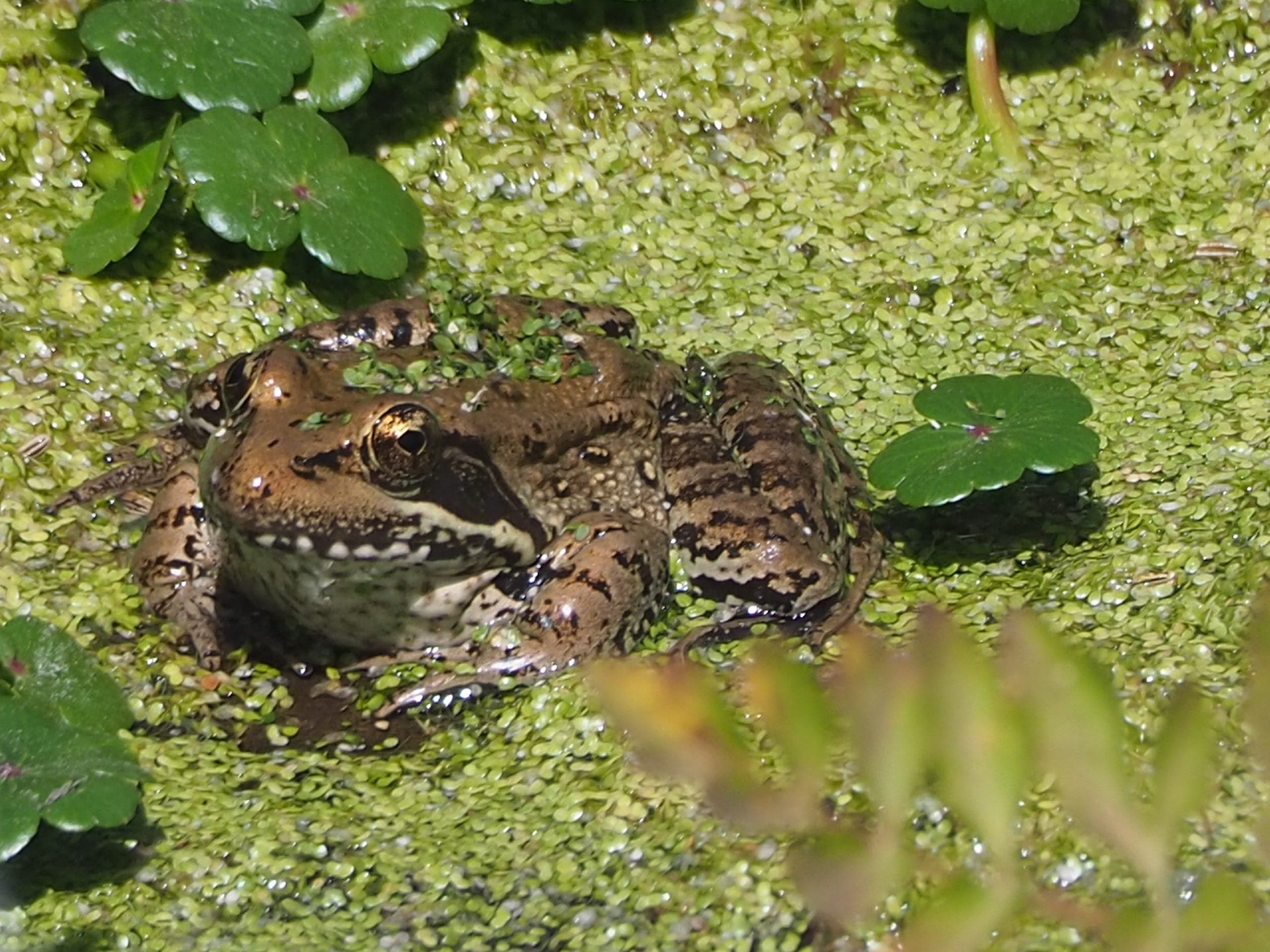 They Called Me The Frog Lady - The World We Need with Michelle Malanca Frey cover
