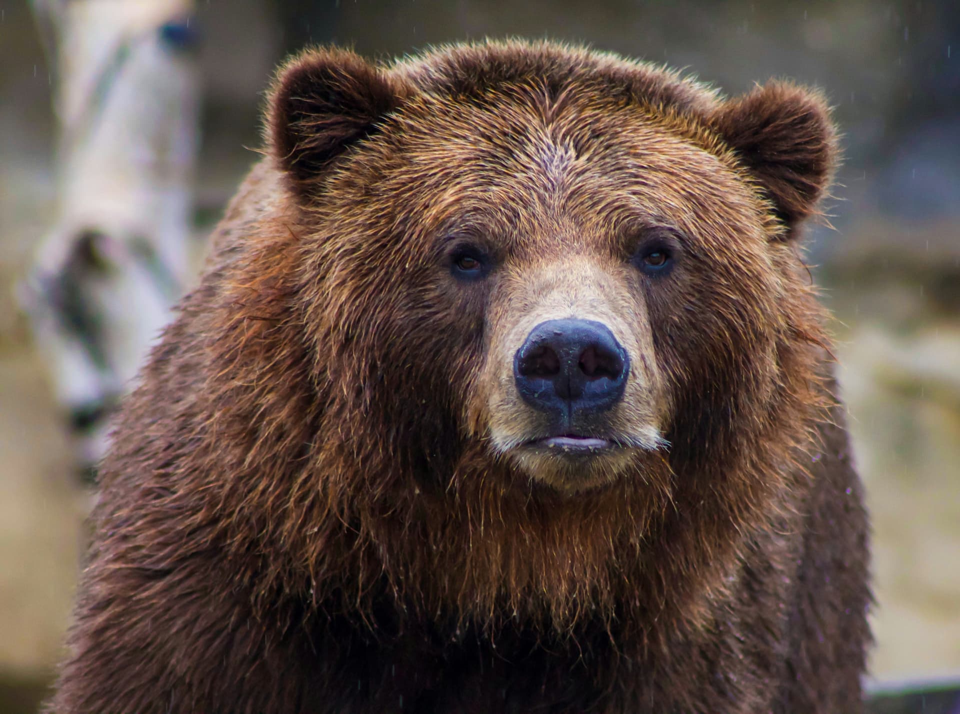 Why Not, Papa Bear?  - The World We Need with Michelle Malanca Frey cover