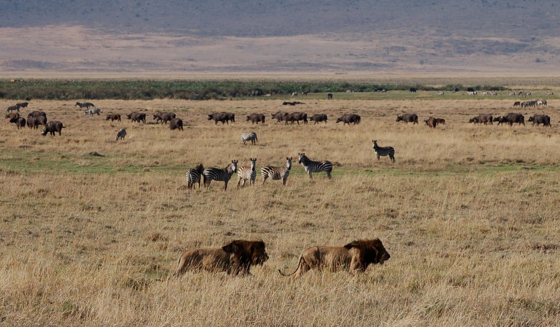 Embracing Change Before It Comes for Us - The World We Need with Michelle Malanca Frey cover