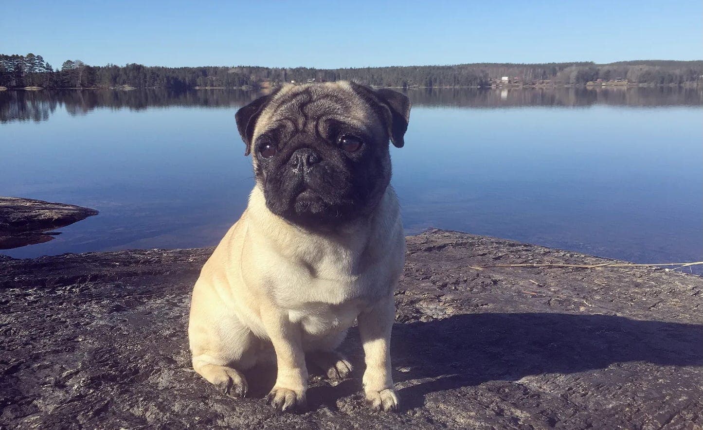 Att avliva sin bästa vän (repris) - Under all kritik cover