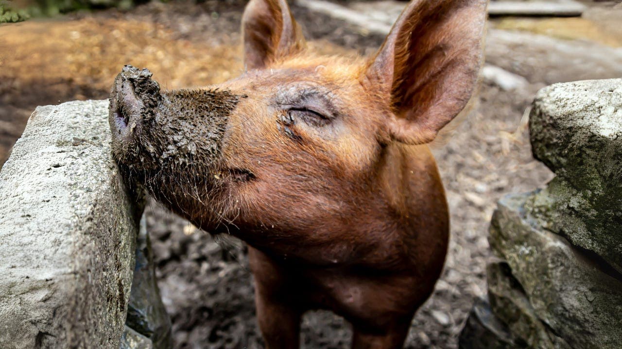 Greatest Hit! Freak Out! - Energy Thinks with Tisha Schuller cover