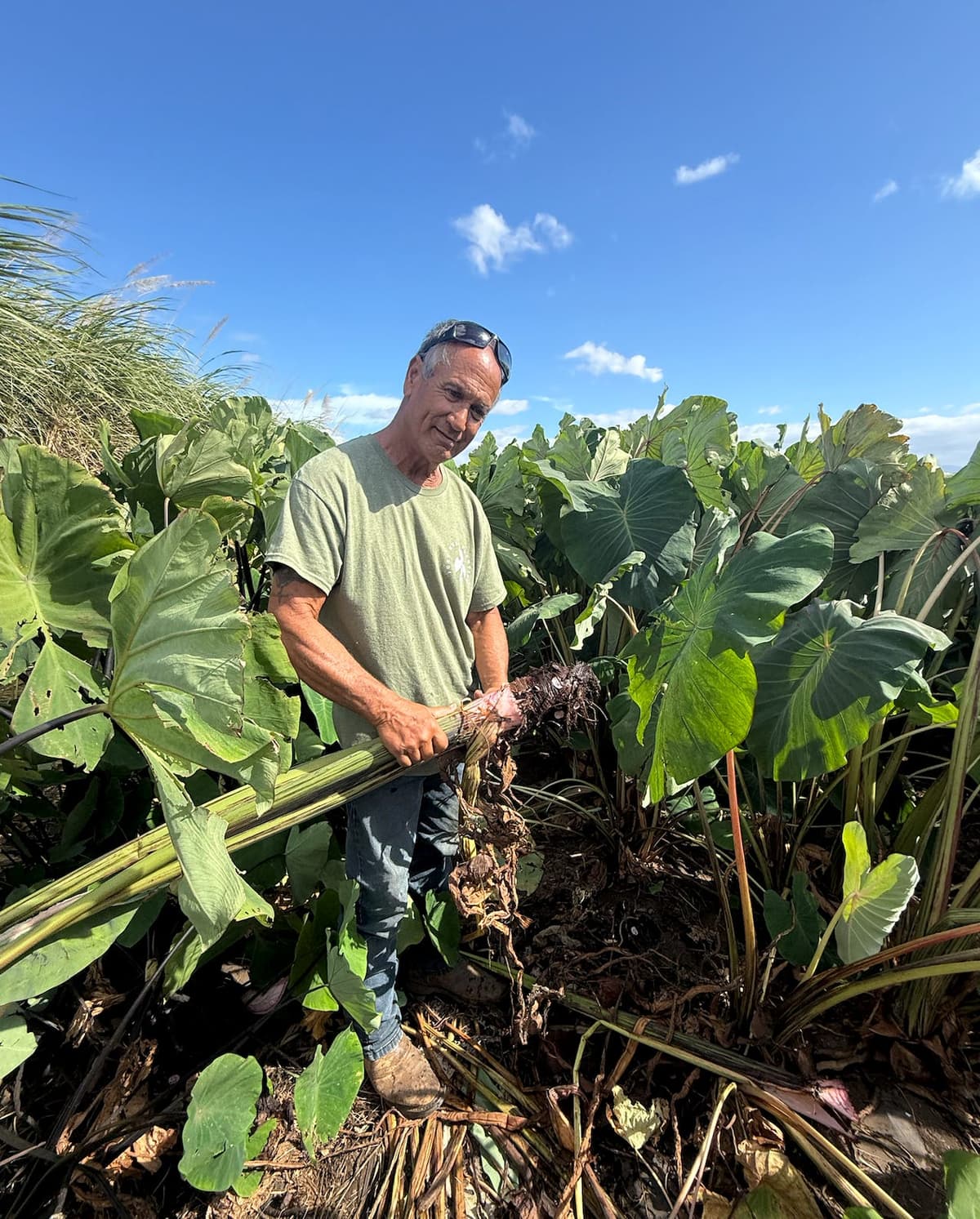 Episode 2 : The Moringa Has Sprouted - the PEEL Podcast cover