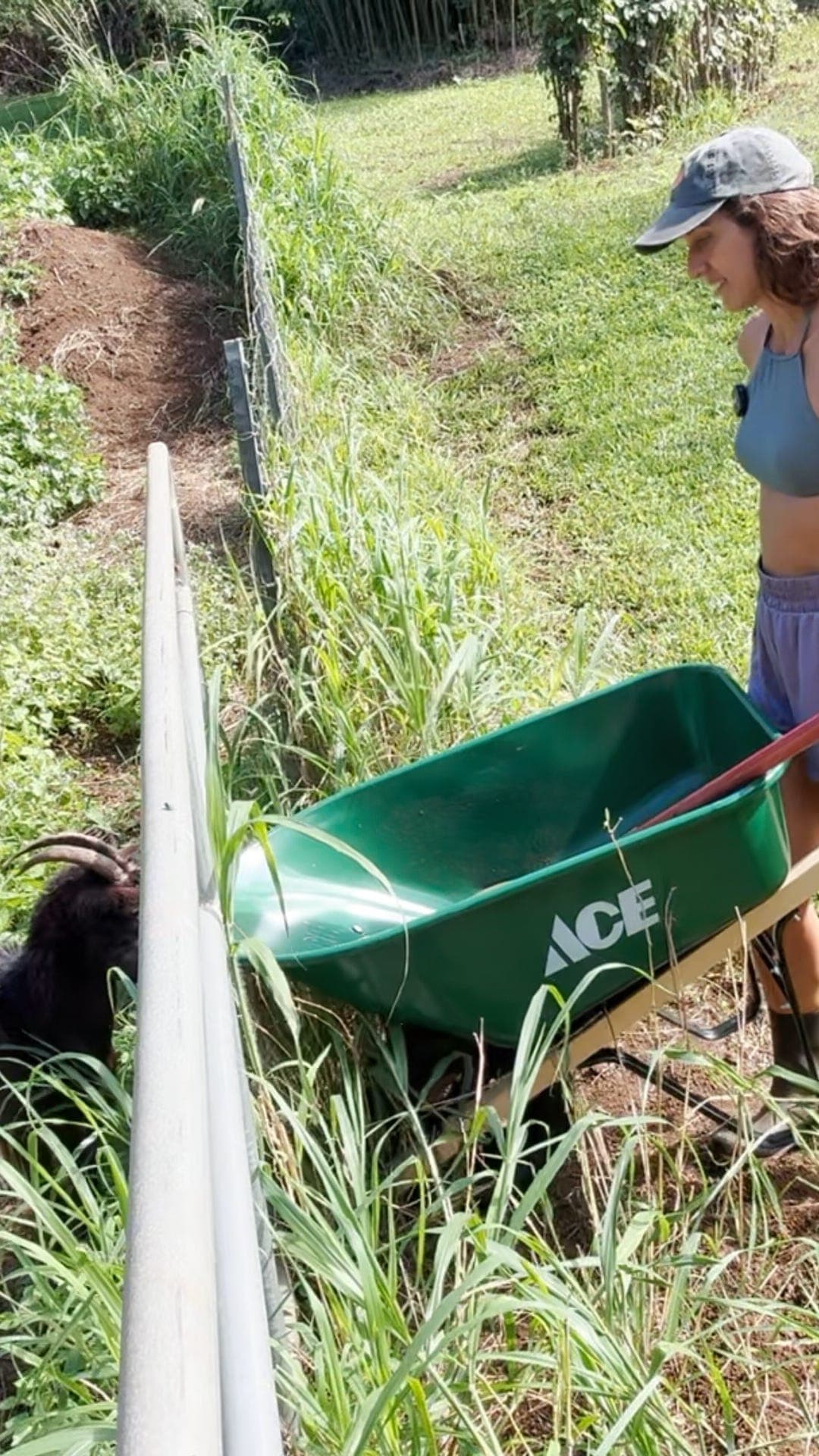 Episode 3 : Getting to Know the Goats  - the PEEL Podcast cover