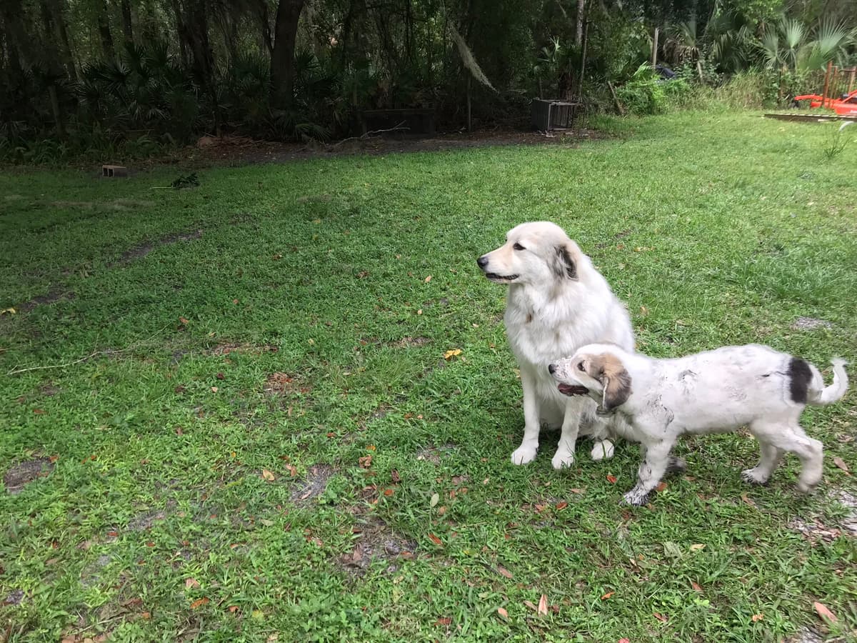 Why I Don’t Stop My Dogs from Barking - Soulful Animal Insights Podcast cover