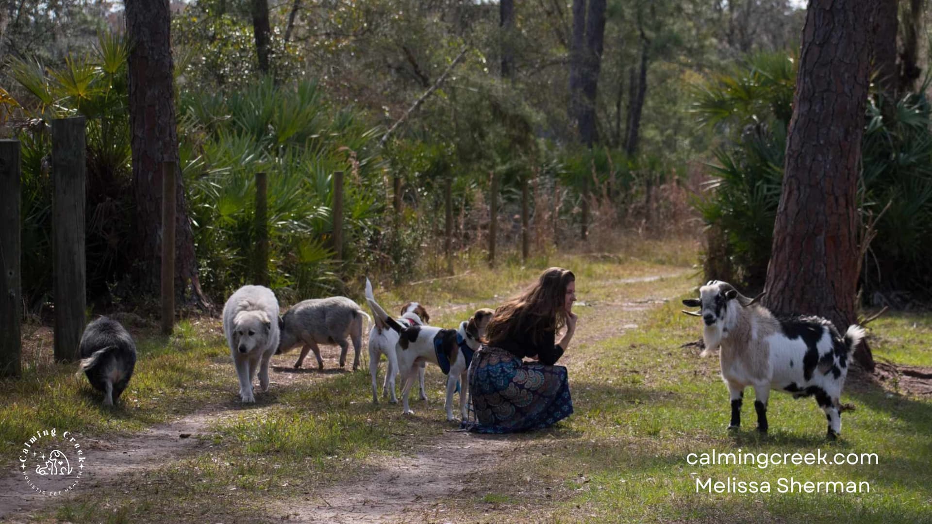 Demystifying Animal Communication - Soulful Animal Insights Podcast cover