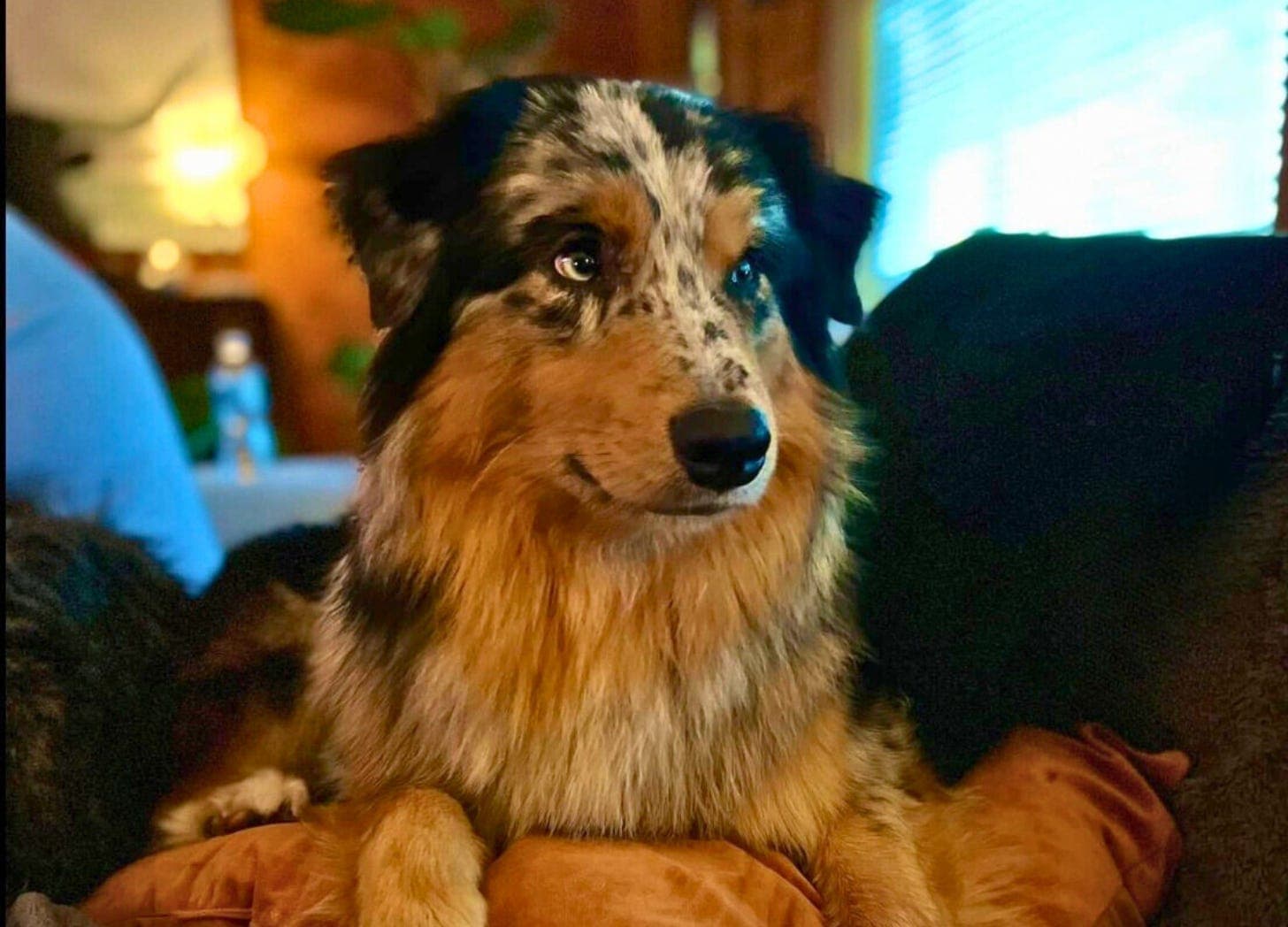 How EFT and Reiki Helped a Lost Dog Come Home - Soulful Animal Insights Podcast cover