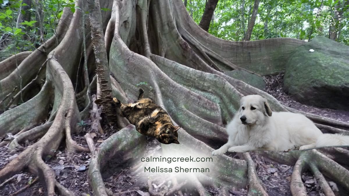 A Guided Meditation for Grounding and Connection  - Soulful Animal Insights Podcast cover