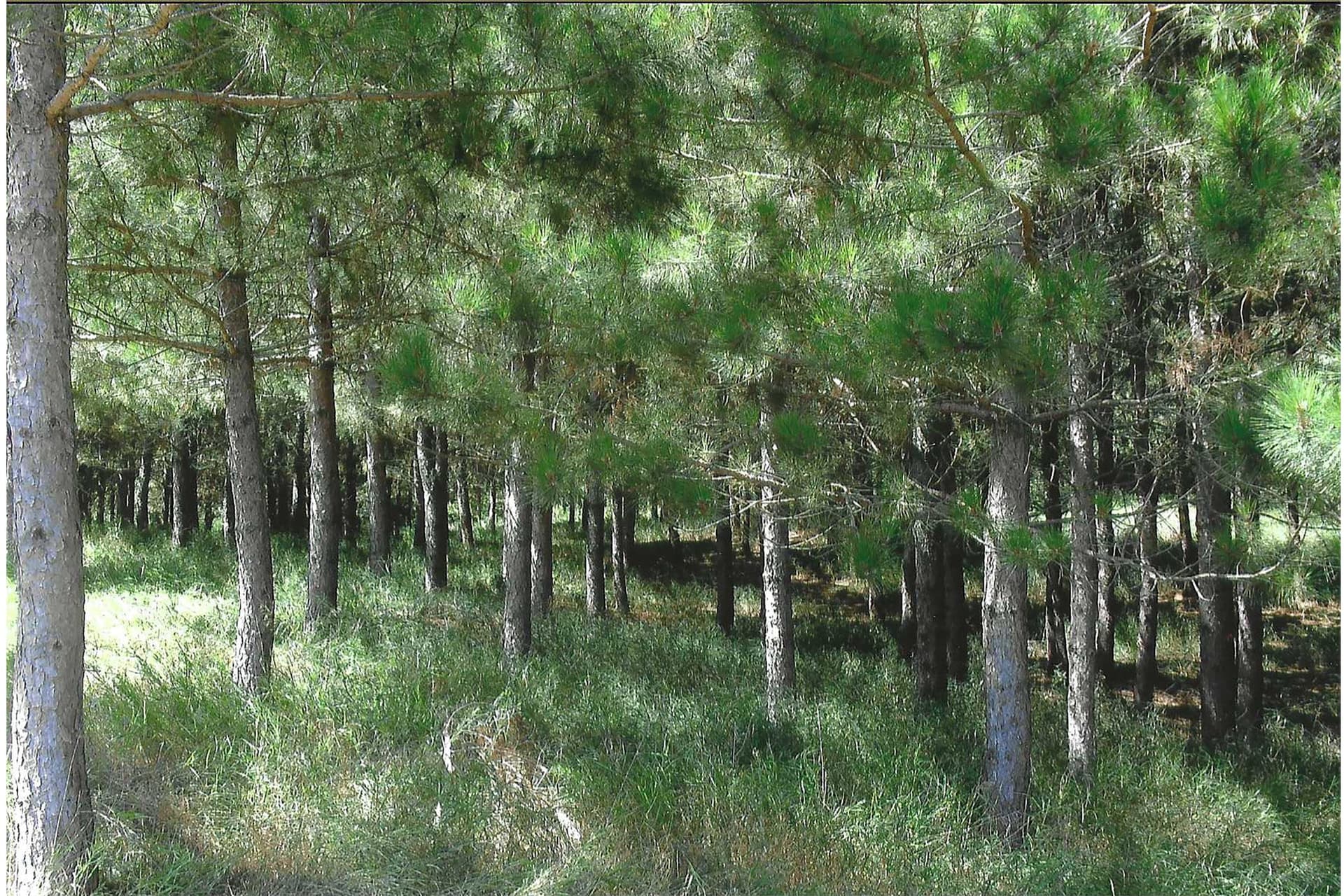 Pivot Point - PIVOT POINT cover